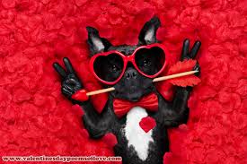 Happy Valentines Day Images Valentines Day Dog Dog Valentines Valentines Day Memes These cute and funny pet valentine's day memes will inspire you to do just that!