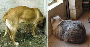 Her head is usually a good 3 or 4 inches away from it. Head Pressing Could Be A Sign Of Severe Health Disorders In Pets Lnn Benoni City Times