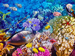 Great barrier reef, cairns, qld. Why You Should Visit The Great Barrier Reef