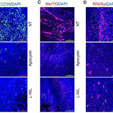 Lance R. Thurlow's research works