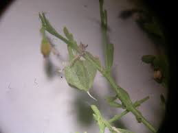 Image result for Fagonia isotricha