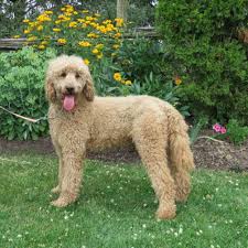 See our son's dark apricot irishdoodles! F1b Goldendoodle For Sale