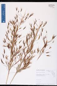 Image result for Hyparrhenia rufa