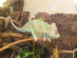 This chameleon comes from yemen and southern saudi arabia. Veiled Chameleon Wikipedia