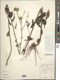 Image result for Anisopappus chinensis