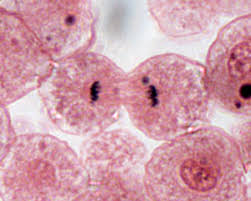 We did not find results for: Cell Cycle And Mitosis Laboratory Notes For Bio 1003