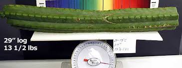 See the potency faq for a discussion: 29 13 1 2 Lb San Pedro Cutting The Psychedelic Experience Shroomery Message Board