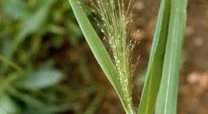 Image result for Eragrostis aspera