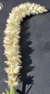 Image result for Kyphocarpa angustifolia