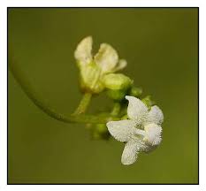 Image result for Zehneria scabra