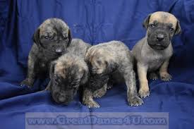 We did not find results for: Great Dane Puppies Near Me Petfinder