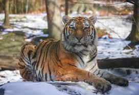 Gambar pertama di baris paling bawah adalah gabungan macan dan kucing, karena di baris kedua hanya kucing yang ekornya ke atas. Macan Positif Corona Cuma Sakit Ringan Kucing Diduga Lebih Kebal Tekno Tempo Co