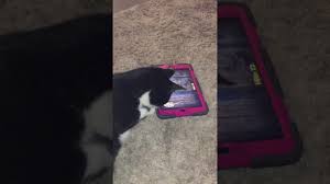 Cat Plays Mouse For Cats Then Becomes Exhausted At The End Cat Playing Cat Mouse Ipad Games