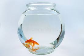 Goldfish In Bowl Affiliate Goldfish Bowl Ad Goldfish Goldfish Bowl Glass
