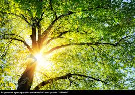 The Sun Shines Warmly Through The Green Leaves Of A Royalty Free Image 20890143 Panthermedia Stock Agency