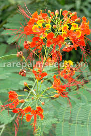 Image result for Caesalpinia rostrata