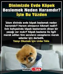 dinimizde evde kopek beslemek neden haramdir iste bu yuzden