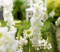 Alberi da viali dai fiori profumatissimi; Fiori Bianchi La Luminosita Del Bianco In Giardino