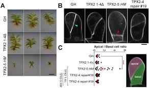 · this video is an overview of the cell cycle and mitosis. Spindle Position Dictates Division Site During Asymmetric Cell Division In Moss Biorxiv