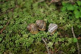 Cone snails are also known as cone shells or cones in shorter version. Royalty Free Cornu Aspersum Photos Free Download Pxfuel