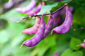 Maybe you would like to learn more about one of these? How To Grow Hyacinth Bean Vines Gardener S Path