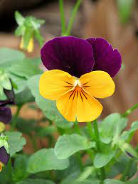 Viola Pansies Flowers Beautiful Flowers Flower Garden