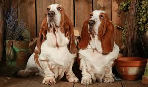 We did not find results for: Basset Hound Breed Information