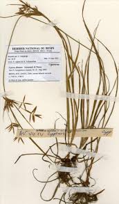 Image result for Cyperus dilatatus