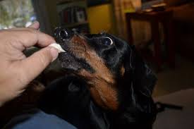 Does My Dog Need To Go To The Vet After Eating A Chicken Bone Chicken Bones Dogs Pet Wellness