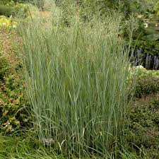 Image result for Panicum merkeri