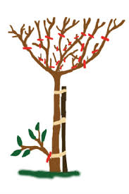 Pruning is essential for the overall health, vitality and appearance of roses. Rose Pruning In Winter Better Pets And Gardens