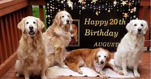 The golden retriever is a proud upstanding gundog, it is alert, it is responsive to training and with plenty of exercise proves to be a very amiable family companion with excellent temperament. The Oldest Golden Retriever In History Turned 20 Years Old Augie The Golden Retriever Celebrates 20th Birthday
