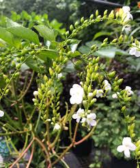Image result for Duranta erecta