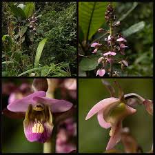 Image result for Disperis dicerochila