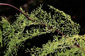 Image result for Lindsaeaceae