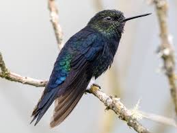 Image result for Eriosema burkei