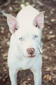 #cute dog #dog with blue eyes #white dog #small dog #heart nose dog. Blue Eyes White German Shepherd Husky Mix Novocom Top