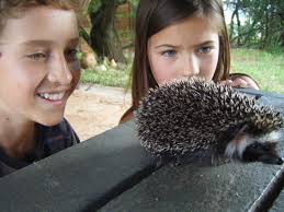 Melville Koppies Fauna