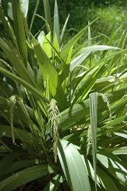 Image result for Setaria poiretiana