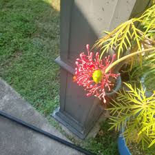 Image result for Jatropha schlechteri