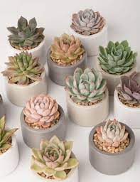 Rat tail cactus plant profile. 10 Cute Plants To Decorate Your Dorm Room With When You Go Back To School Society19 Succulents Succulents Indoor Artificial Succulent Plants