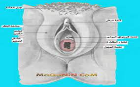 اين يوجد غشاء البكارة