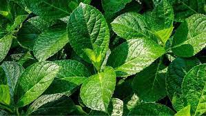 We did not find results for: 6 Manfaat Daun Keji Beling Bagi Kesehatan Tubuh Ampuh Atasi Penyakit Kronis Ragam Bola Com