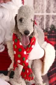 The fact that your companion is an animal does not make your loss less real. Pet Cremation Services Updated Covid 19 Hours Services 12 Photos 30 Reviews Pet Cremation Services 12000 W 52nd Ave Wheat Ridge Co Phone Number Yelp