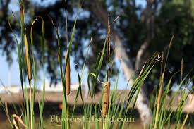 Image result for Typhaceae