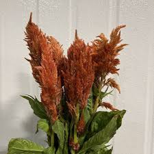 Image result for Celosia