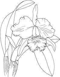 Cattleya Easter Orchid Coloring Page Free Printable Coloring Pages Flower Coloring Pages Coloring Pages Orchid Drawing