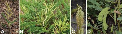 Image result for Elephantorrhiza goetzei