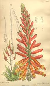 Image result for Aloe littoralis