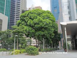 Image result for Filicium decipiens